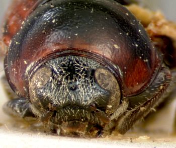 Media type: image; Entomology 9259   Aspect: head frontal view